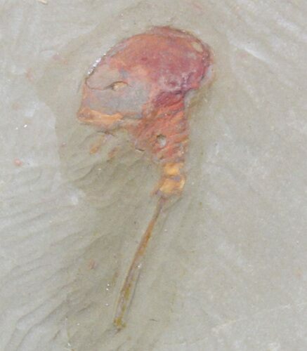 Xiphosurida Arthropod - Horseshoe Crab Ancestor #41552